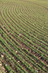 Full frame photo of farm land