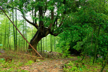 Green bamboo forest in rainy days.