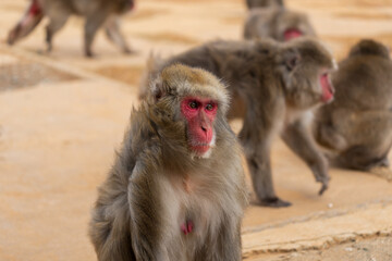 Japanese macaque in Arashiyama, Kyoto.
