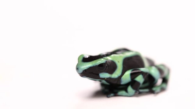 poison dart frog white background negative space cute
