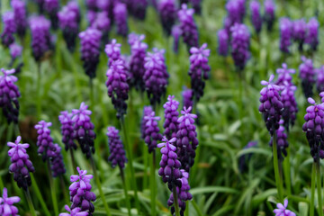 Muscari armeniacum or grape hyacinth in spring garden
