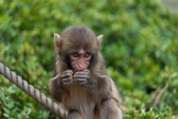 Naklejka na ściany i meble Japanese baby macaque in Arashiyama, Kyoto.