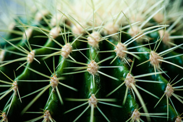 Cactus macro needles background. Macro.