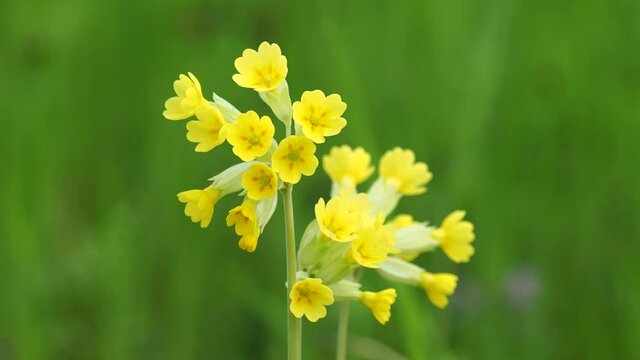 Yellow cowslip primrose flowers, Primula veris