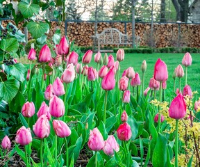 Tulipany w pięknym ogrodzie 