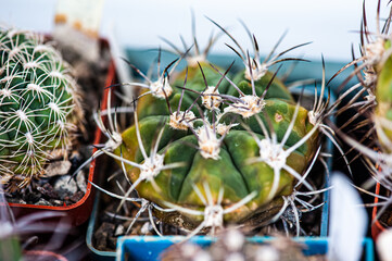 Cactus macro needles background. Macro.