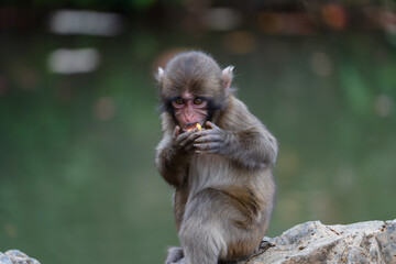 Japanese baby macaque in Arashiyama, Kyoto.
