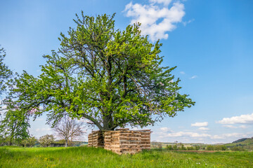 Brennholzlager auf Wiese © focus finder
