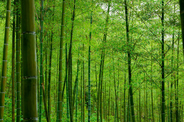 Green bamboo forest in rainy days.