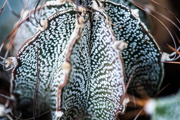 Cactus macro needles background. Macro.