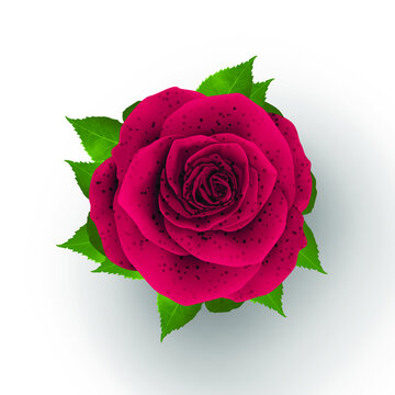 Beautiful realistic rose design illustration isolated on stylish background 3d images Illustration