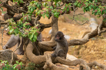 Japanese baby macaque in Arashiyama, Kyoto.