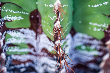 Cactus macro needles background. Macro.