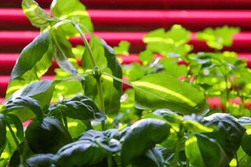 Closeup of fresh parsley and basil plants in kitchen, purple venetian blind background - fresh cooking herbs concept