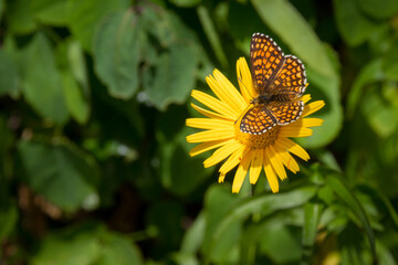 papillon