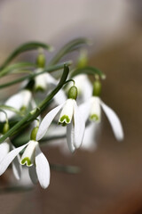 Graceful galanthus flowers, white with the green drawing, on a grey and brown background.