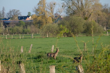 Reh und Bock auf der Wiese