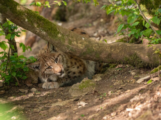 Lynx des carpates
