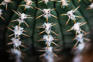 Cactus macro needles background. Macro.