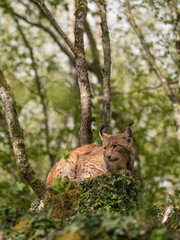 Lynx des carpates