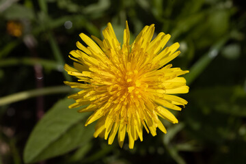 Dandelion grows on a  background of springtime field. First spring flowers series.