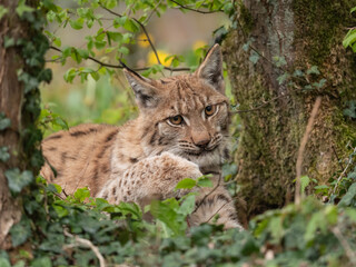 Naklejka na ściany i meble Lynx couché dans la végétation