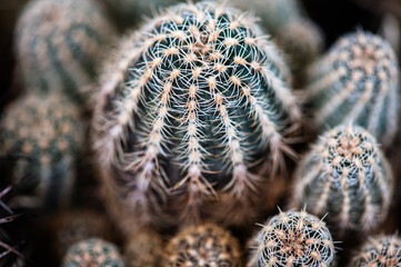 Cactus macro needles background. Macro.