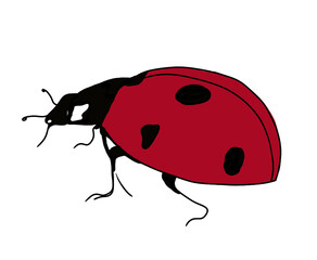 A red beetle on a white background. Bright print on a T-shirt, children`s things, a picture on the wall for a children`s room, kindergarten.