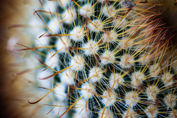 Cactus macro needles background. Macro.