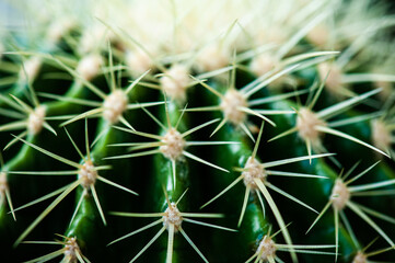 Cactus macro needles background. Macro.