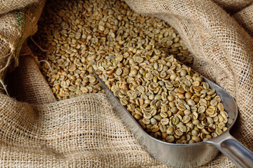 Green, unroasted coffee lies in burlap bags. There is a scoop in the bags to sprinkle grain.