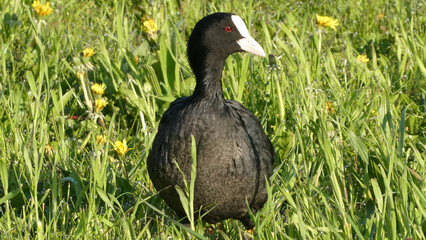 Eurasian coot (Fulica atra) in the grass