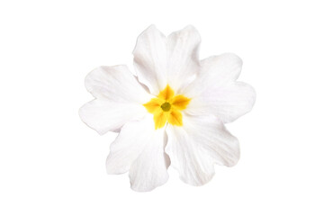 Fototapeta na wymiar White primula or primrose flower cut out isolated on a white background.