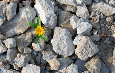 Flower plants that occur on dry surfaces.