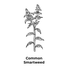 Flowering plant in the buckwheat family common smartweed