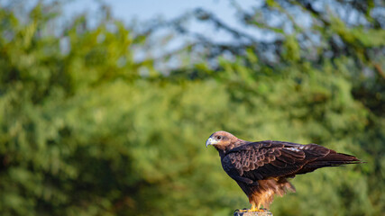 Landscape of Black Kite