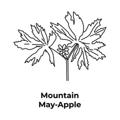 Harvested plant in Appalachia, mountain may-apple, sketch