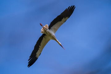 Fototapeta na wymiar Unterseite vom Storch im Flug vor blauem Himmel