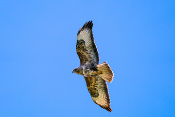 Bussard im Flug am blauen Himmel mit Blick in die Kamera