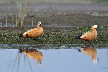 Ruddy Shelduck Pair Is Feeding In The Wetland