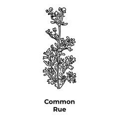 Useful herb common rue, hand-drawn on a white background