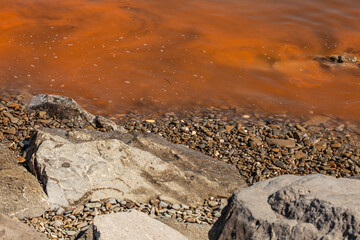Fototapeta na wymiar Red algae on the coast in the high Adriatic sea