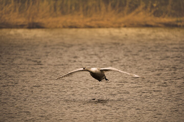 big swan on the pond