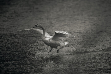 Obraz premium big swan on the pond