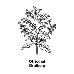 Perennial herb from the USA officinal skullcap