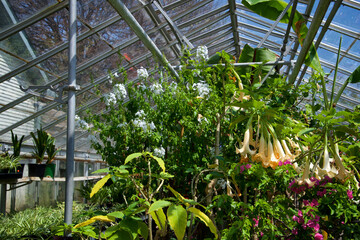 Panoramic view of a greenhouse with growing plants