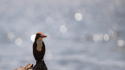White Throated Kingfisher