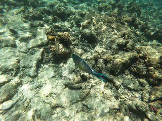 Schools of colorful tropical fish swimming around corals on a tropical reef in Maldives.