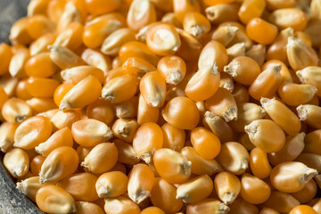 Raw Dry Organic Yellow Popcorn