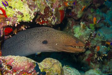 muraena in red sea, Egypt